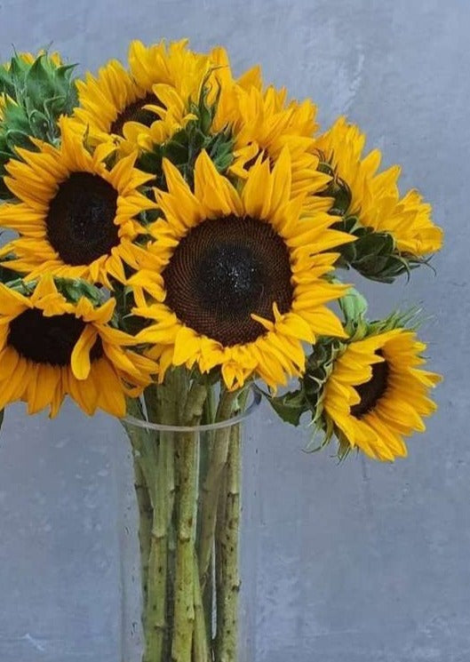 Paint a Sunflower Workshop - Perfect for Mothers Day! -  Saturday 11th May - 10am