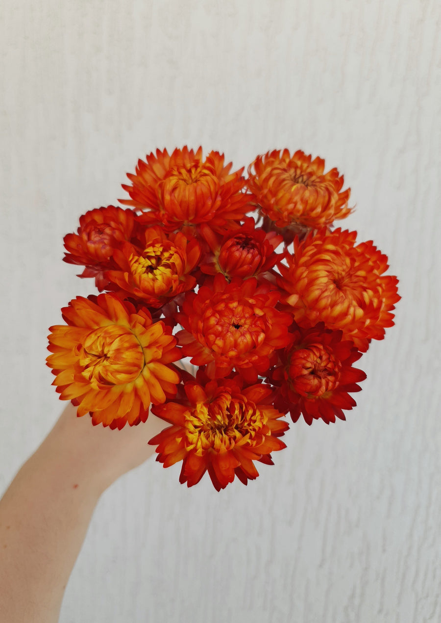 Straw Flower Bouquets - Dried - Everlasting - Red/orange