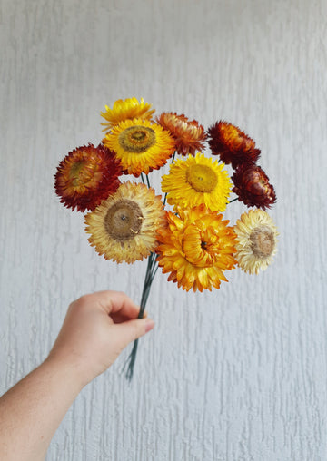 Straw Flower Bouquets - Dried - Everlasting - Yellow and Orange Mix