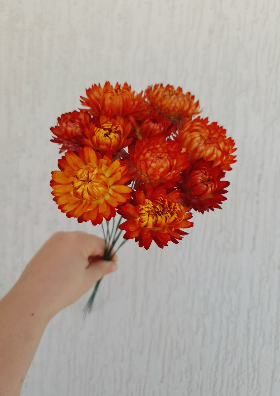 Straw Flower Bouquets - Dried - Everlasting - Red/orange