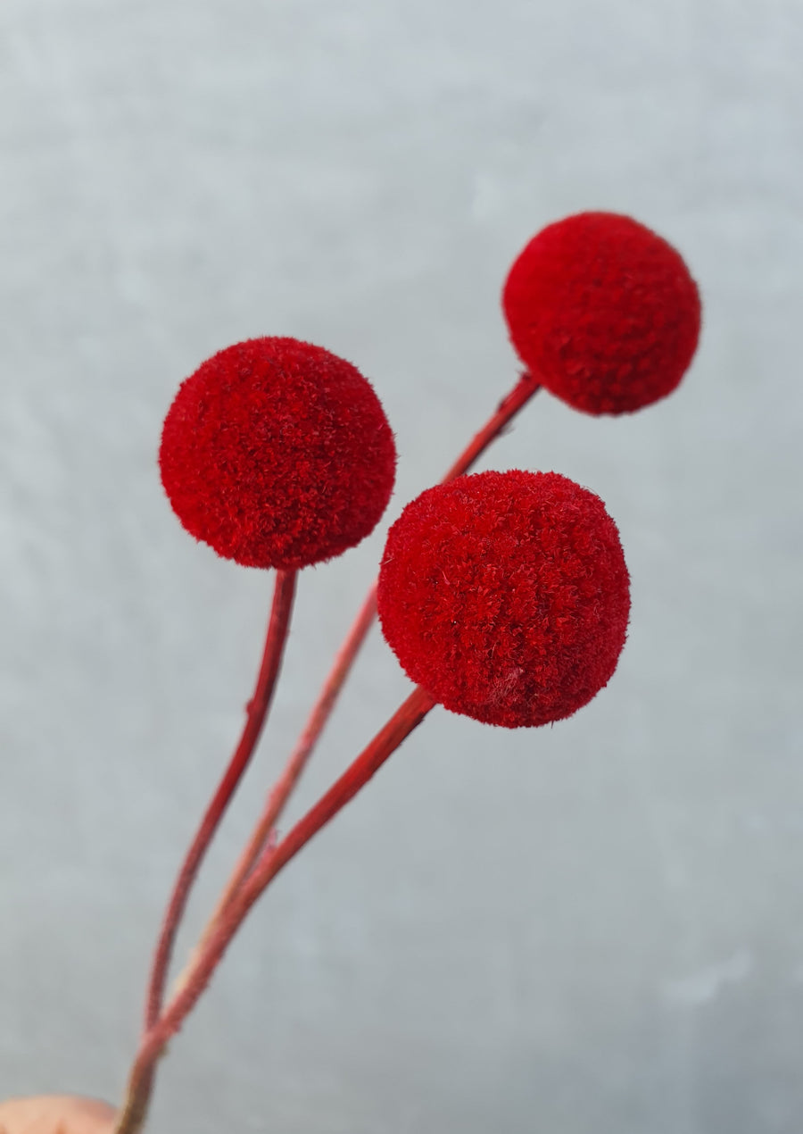 Preserved Billy Buttons - Red