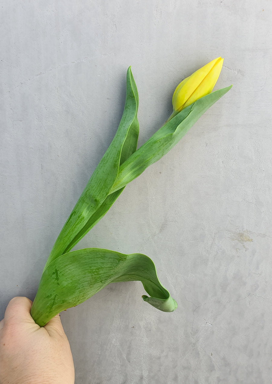 *Mother's Day* - Fresh Tulip bundles - Wrapped - 10 Stems