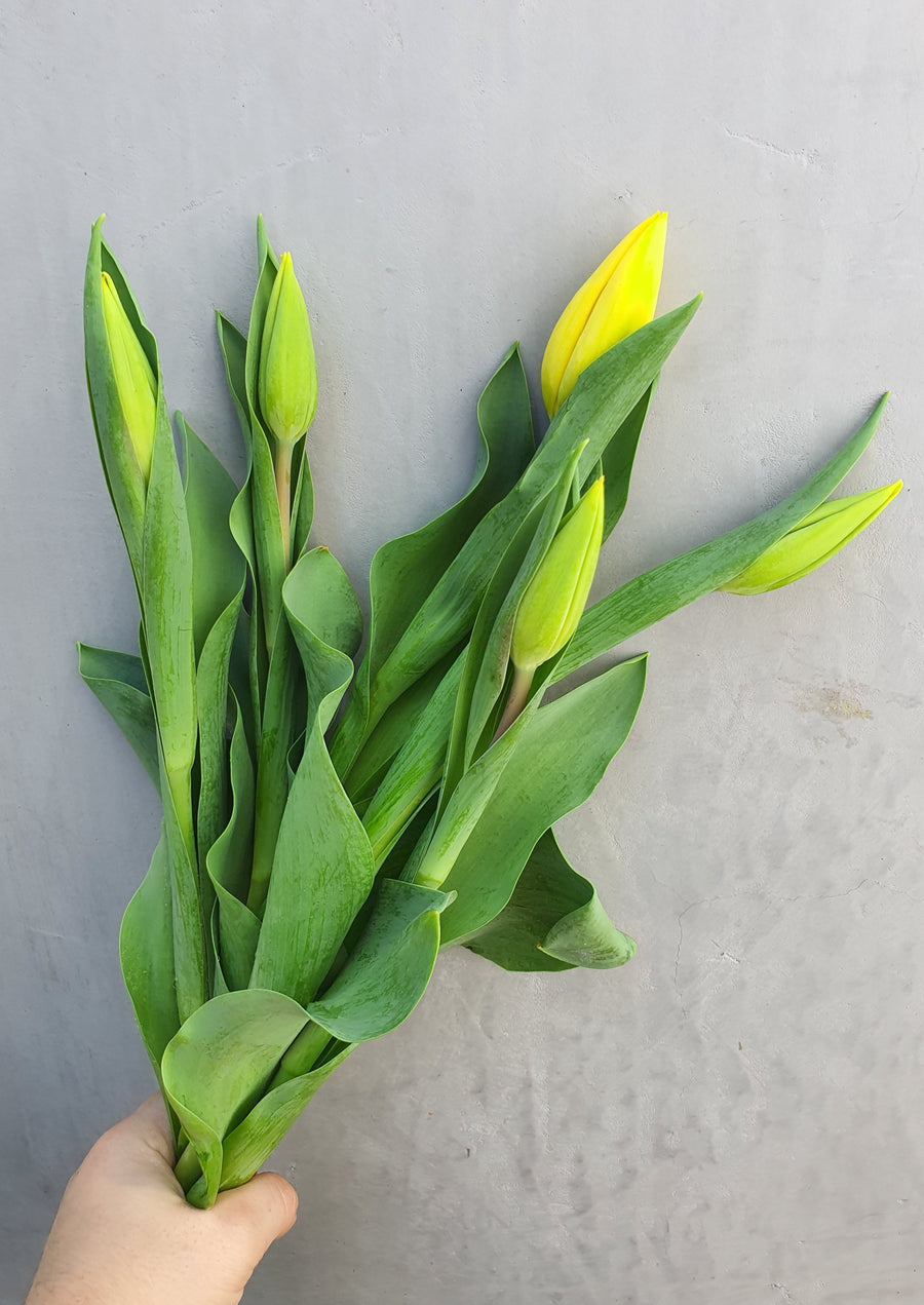 *Mother's Day* - Fresh Tulip bundles - Wrapped - 10 Stems