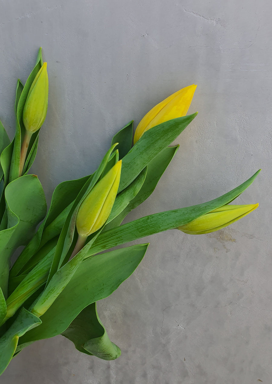 *Mother's Day* - Fresh Tulip bundles - Wrapped - 10 Stems