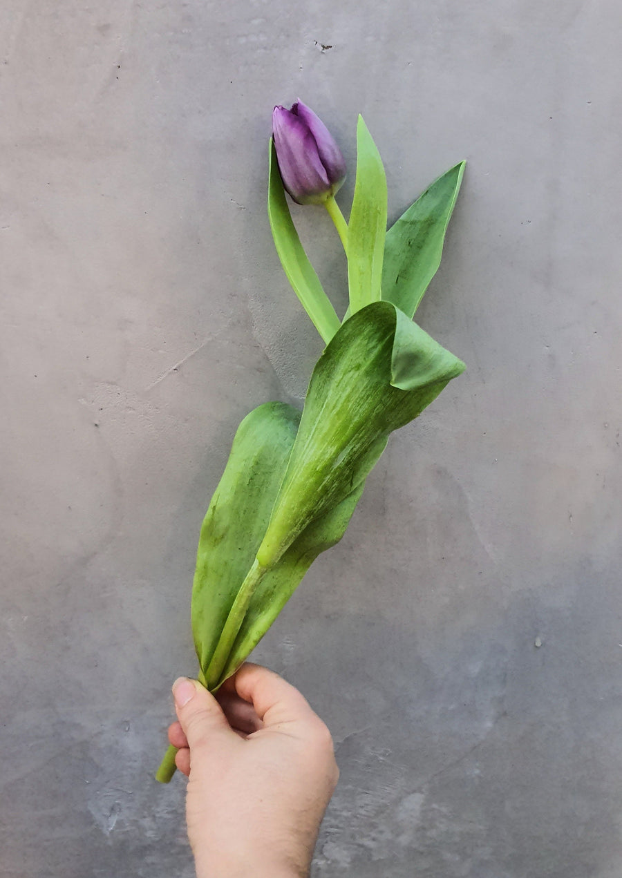 *Mother's Day* - Fresh Tulip bundles - Wrapped - 10 Stems