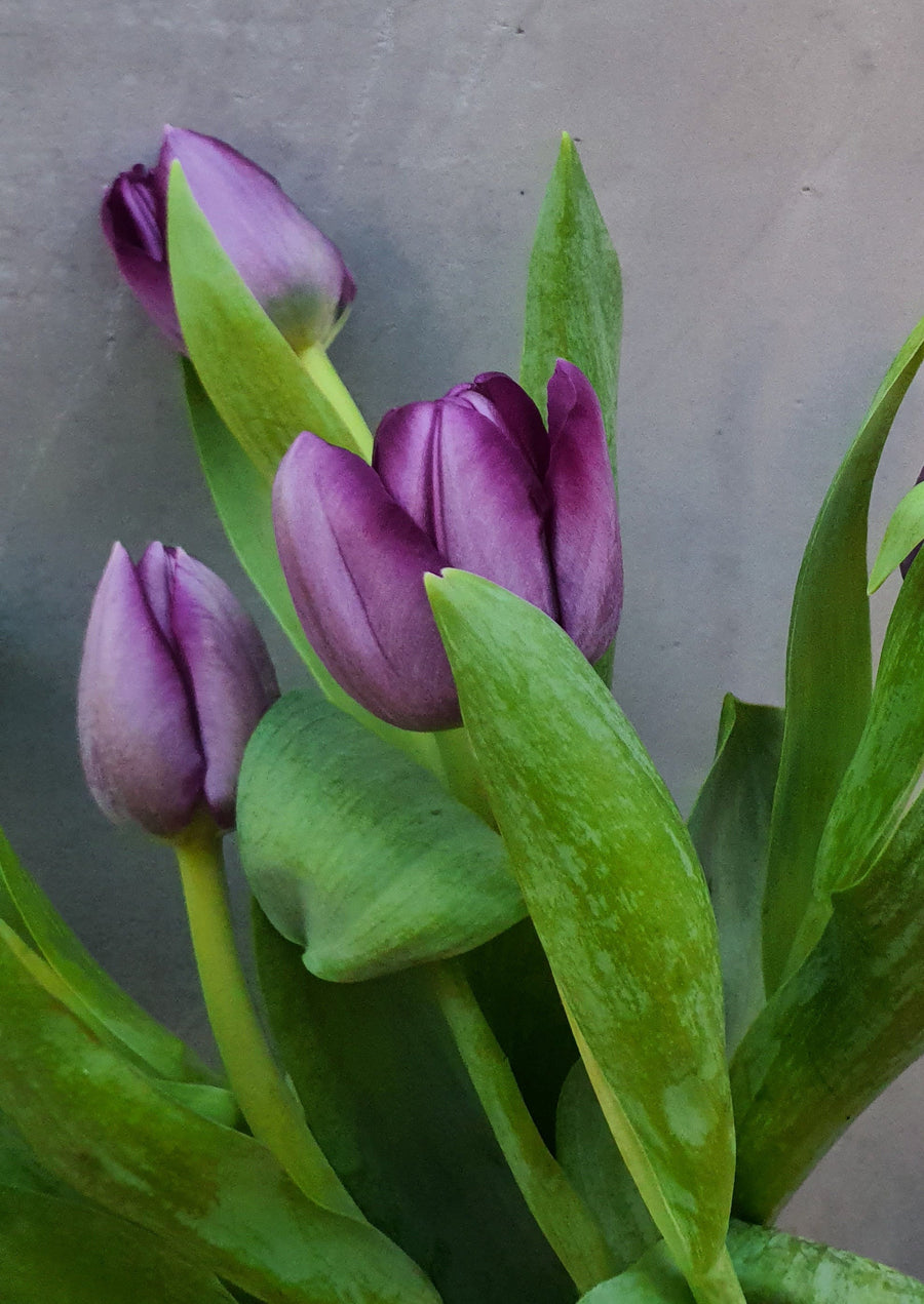 *Mother's Day* - Fresh Tulip bundles - Wrapped - 10 Stems