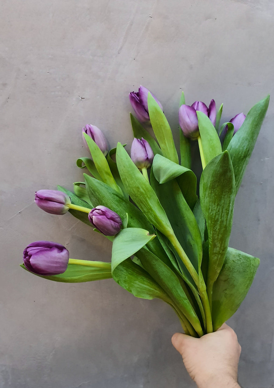 *Mother's Day* - Fresh Tulip bundles - Wrapped - 10 Stems