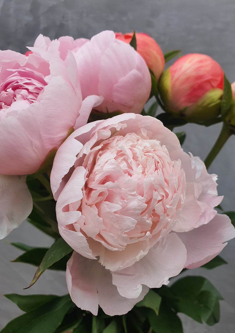 *Mothers Day* Fresh Peonies - Single stem