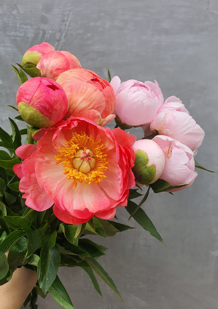 *Mothers Day* Fresh Peonies - Single stem