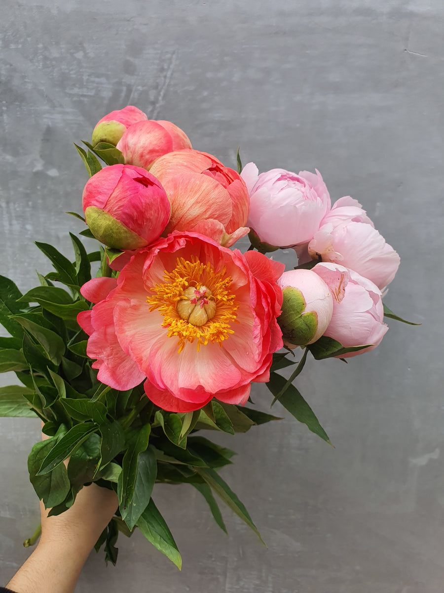 Fresh Peonies - Single stem