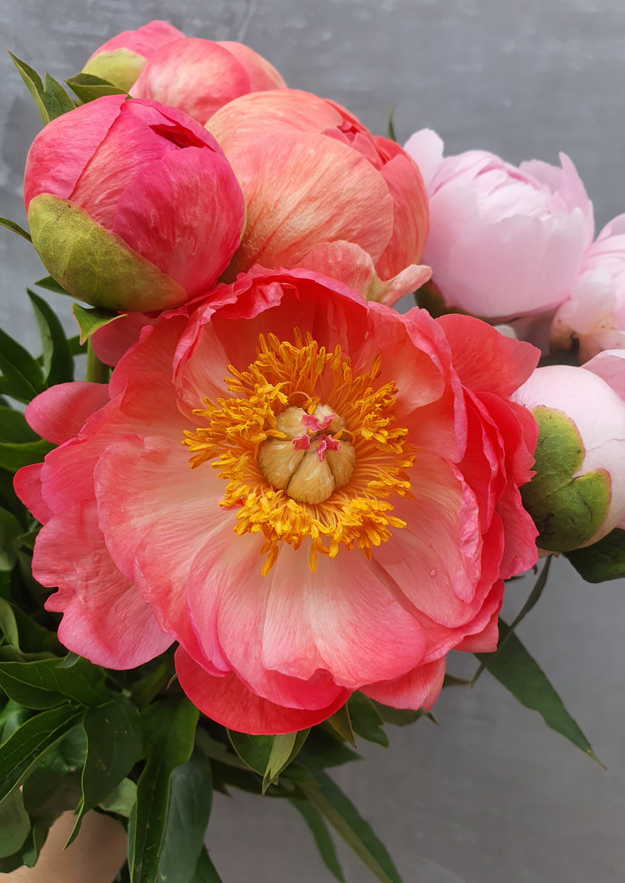 *Mothers Day* Fresh Peonies - Single stem