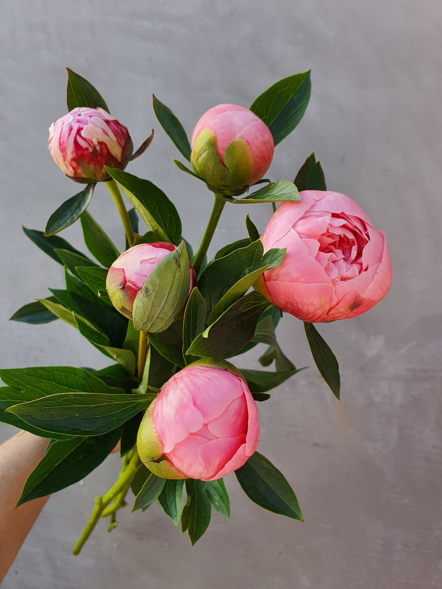 Fresh Peonies - Single stem