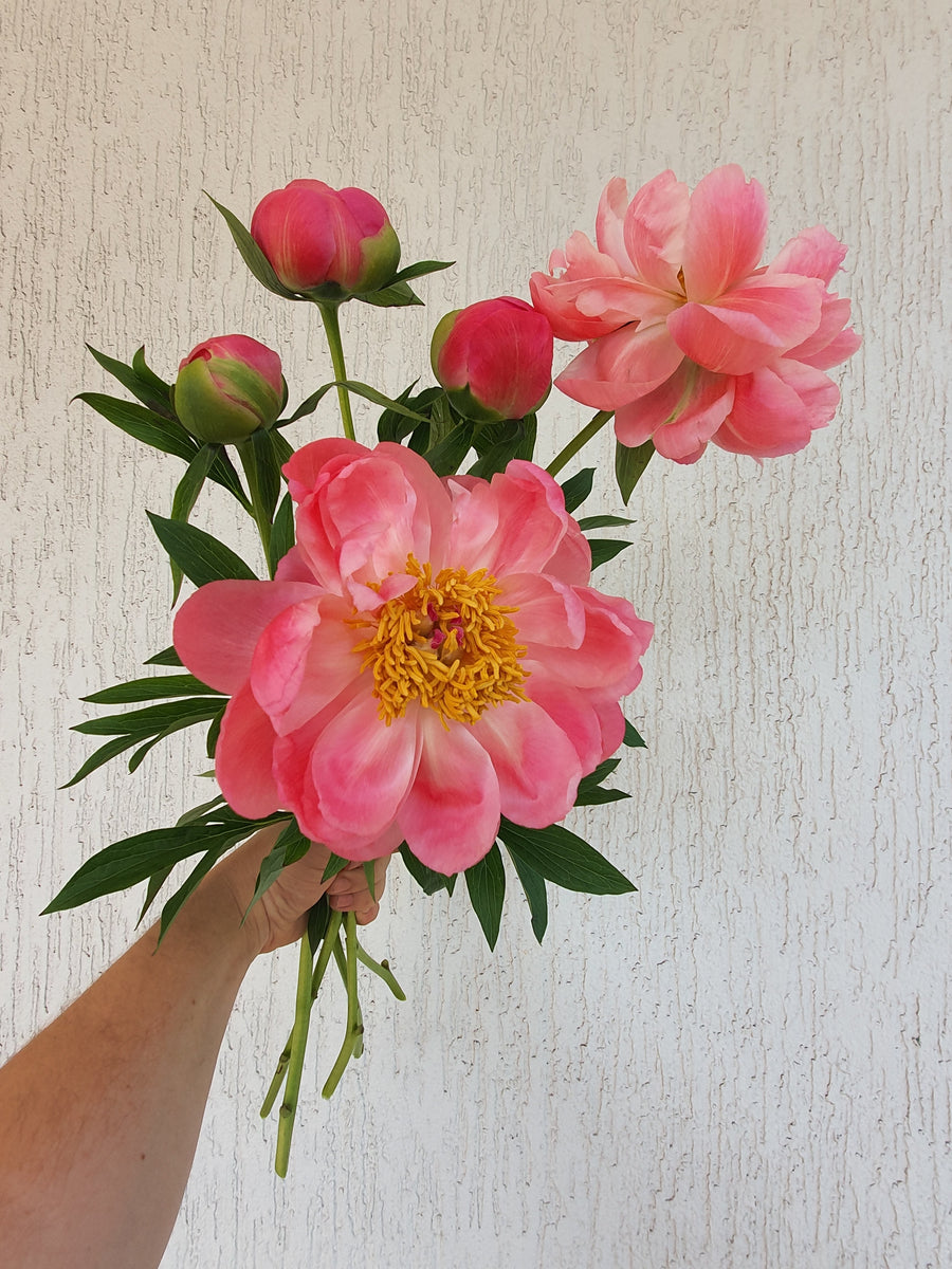 Fresh Peonies - Single stem
