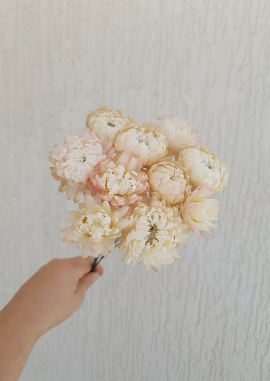 Straw Flower Bouquet - Dried - Everlasting - Pink and White