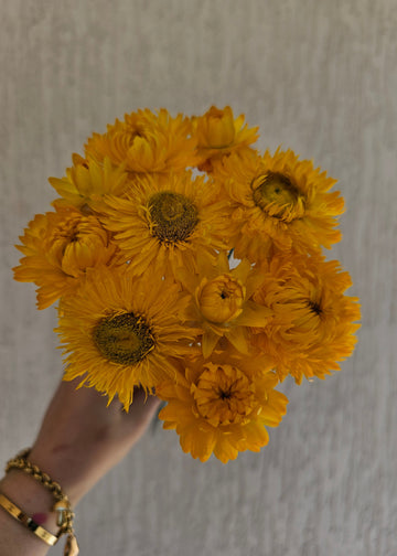 Straw Flower Bouquets - Dried - Everlasting - Yellow