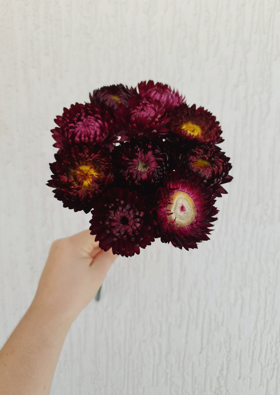 Straw Flower Bouquets - Dried - Everlasting - Burgundy