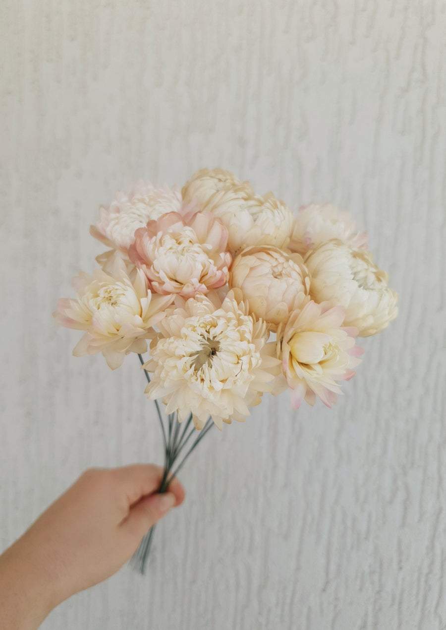 Straw Flower Bouquet - Dried - Everlasting - Pink and White