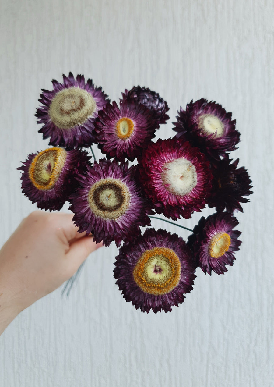 Straw Flower Bouquets - Dried - Everlasting - Burgundy