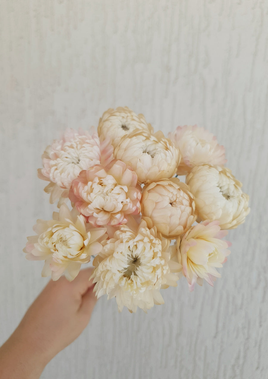 Straw Flower Bouquet - Dried - Everlasting - Pink and White