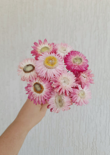 Straw Flower Bouquets - Dried - Everlasting - Light Pink