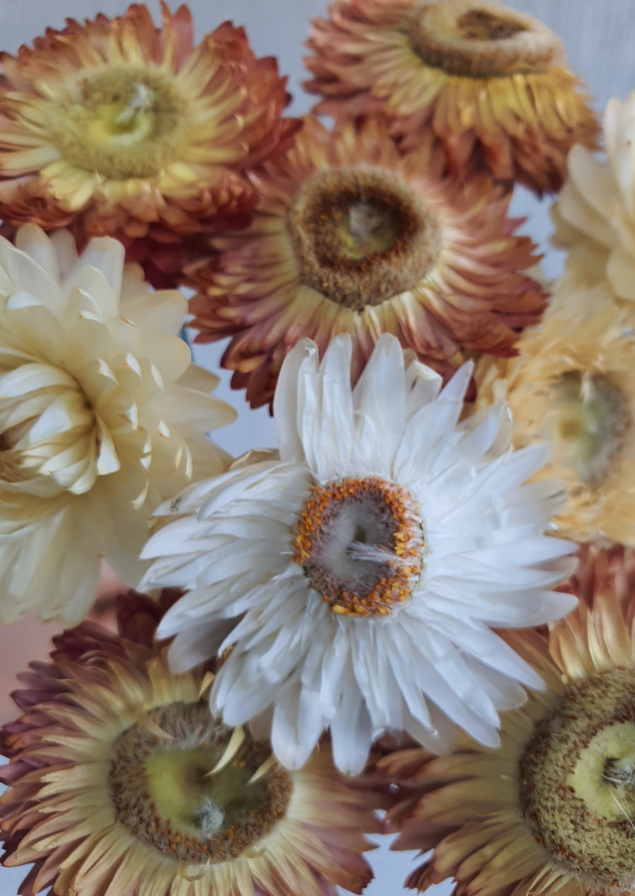 Straw Flower Bouquets - Dried - Everlasting - White and Orange Mix