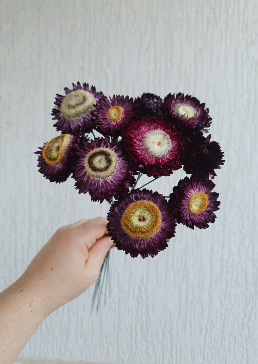 Straw Flower Bouquets - Dried - Everlasting - Burgundy