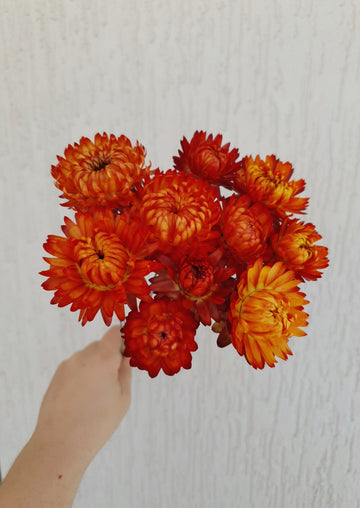 Straw Flower Bouquets - Dried - Everlasting - Red/orange