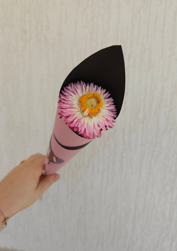 *International Womens Day*  - Single Everlasting Pink Straw Flower