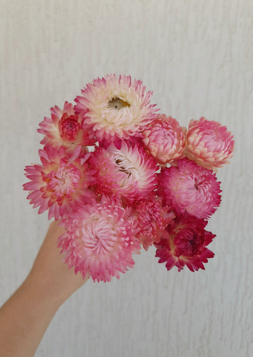 Straw Flower Bouquets - Dried - Everlasting - Dark Pink