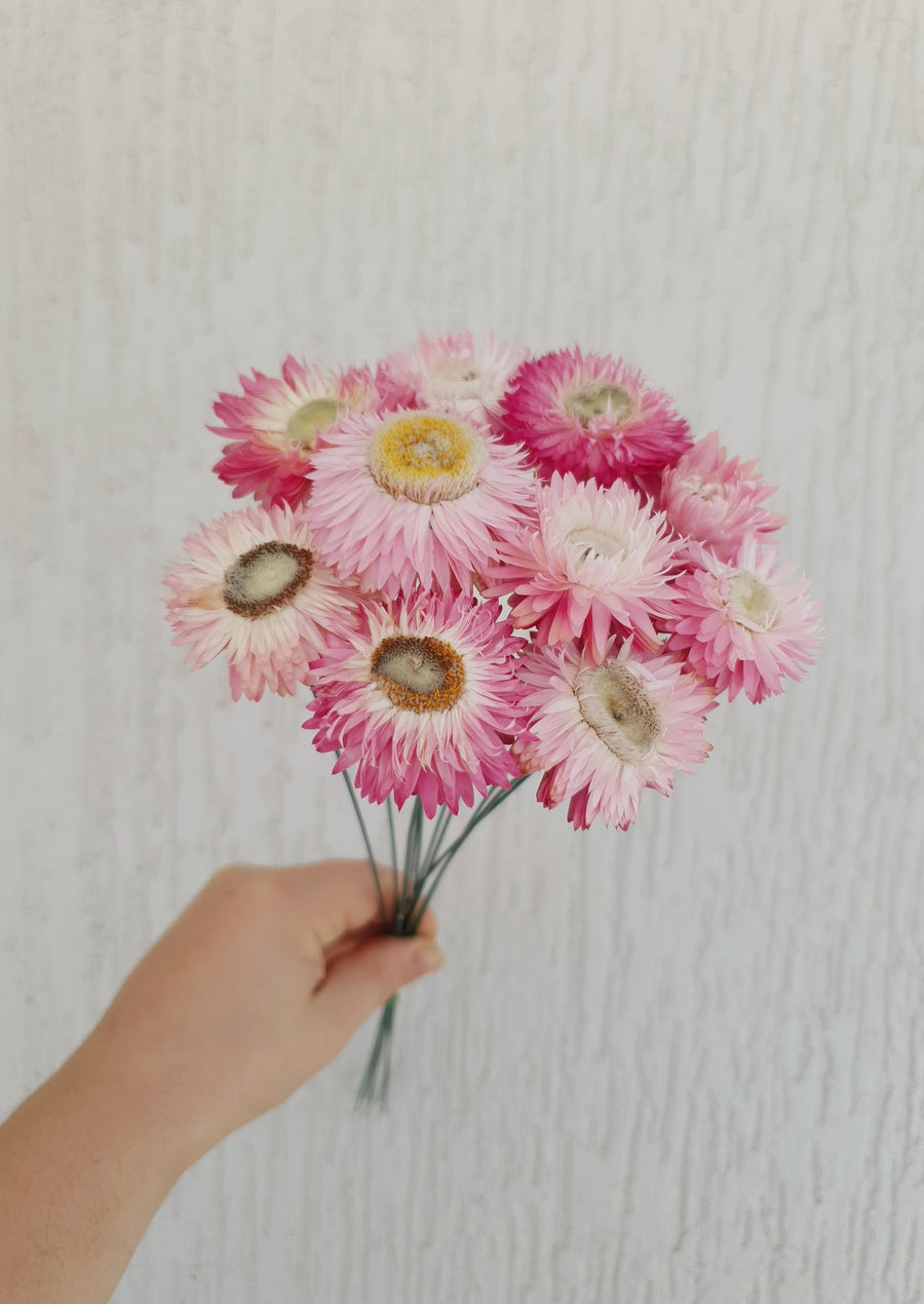 Straw Flower Bouquets - Dried - Everlasting - Light Pink