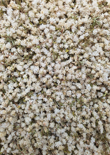 Dry Baby's Breath Confetti