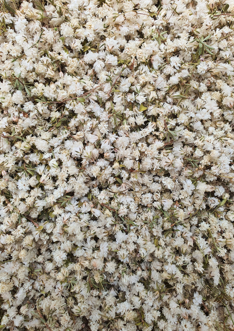 Dry Baby's Breath Confetti