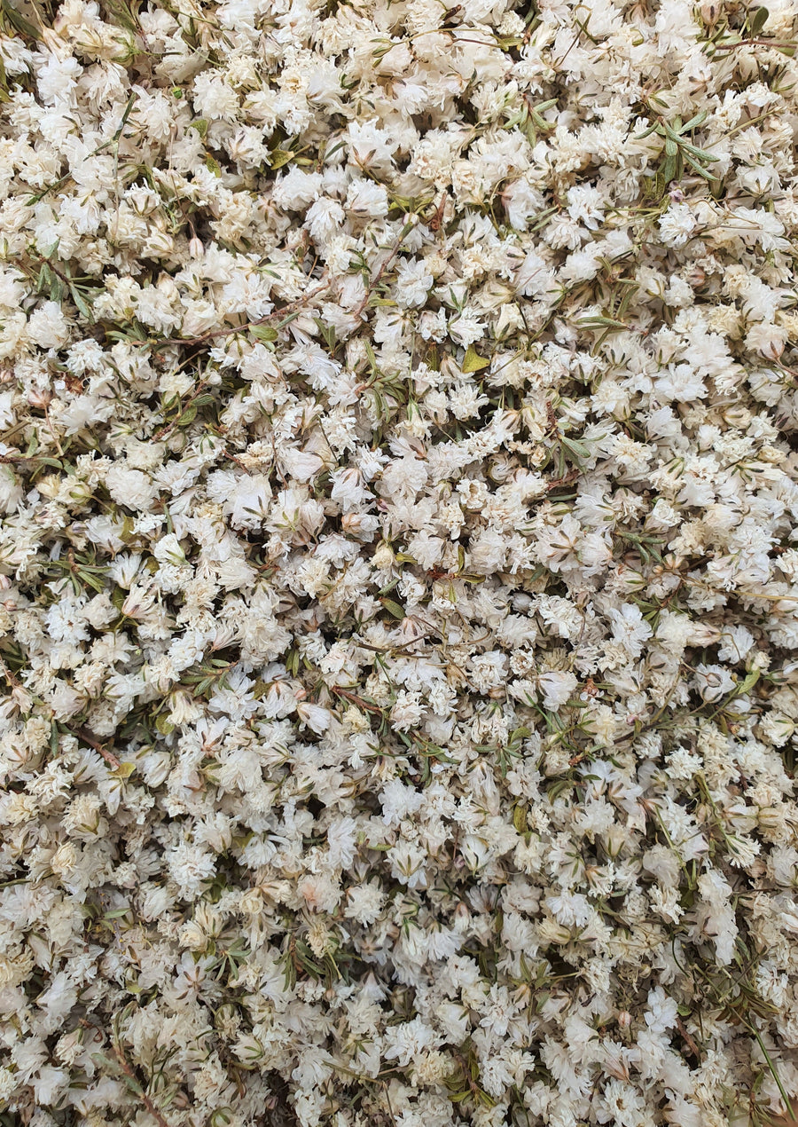 White Babysbreath