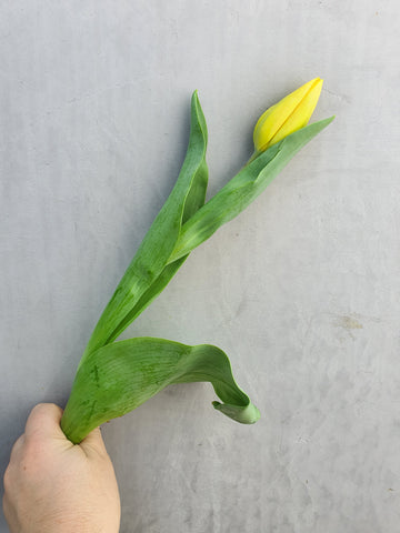 Fresh Tulip bundles  - Wrapped - Yellow