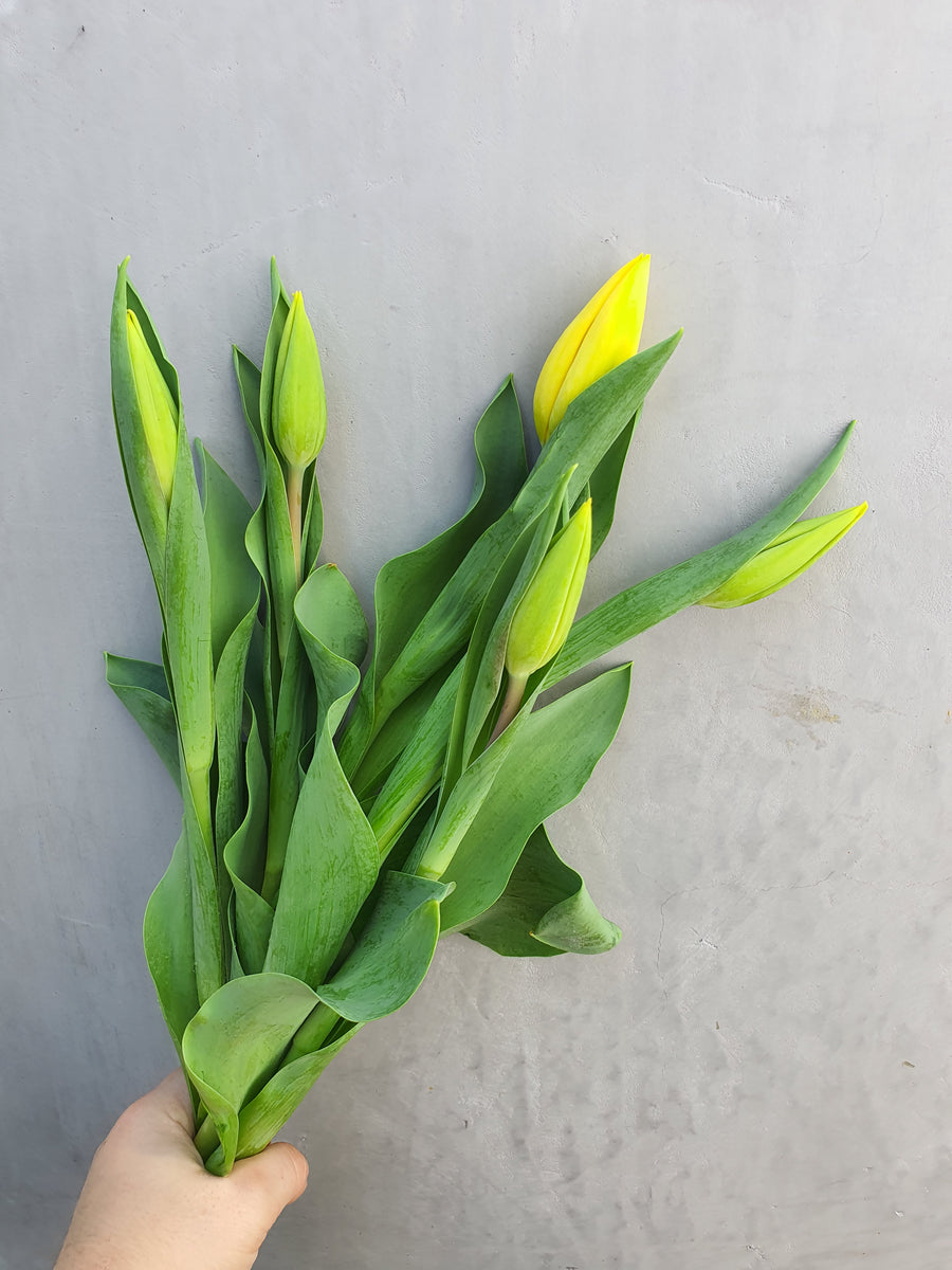 Fresh Tulip bundles  - Wrapped - Yellow