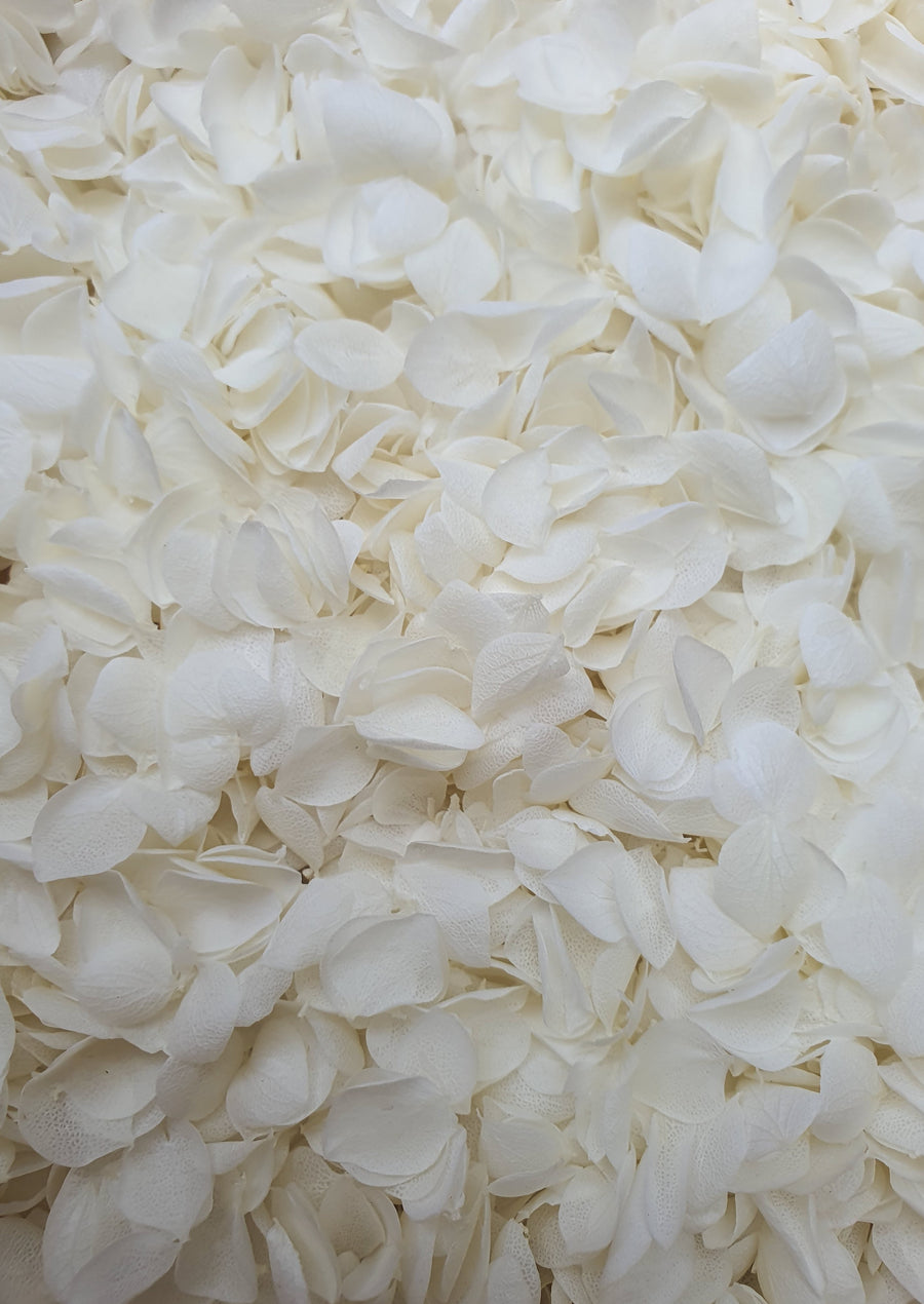 Preserved Hydrangea Confetti - White
