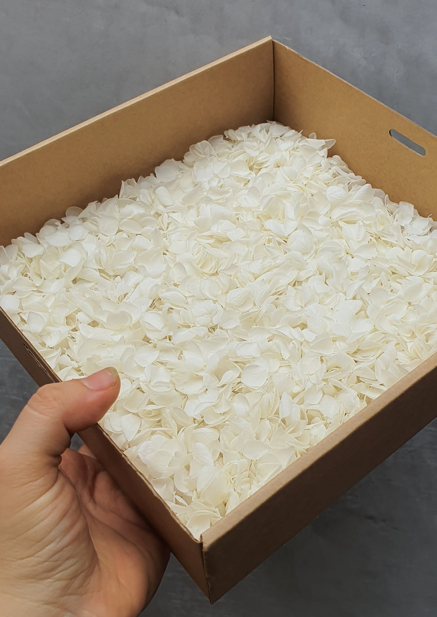Preserved Hydrangea Confetti - White