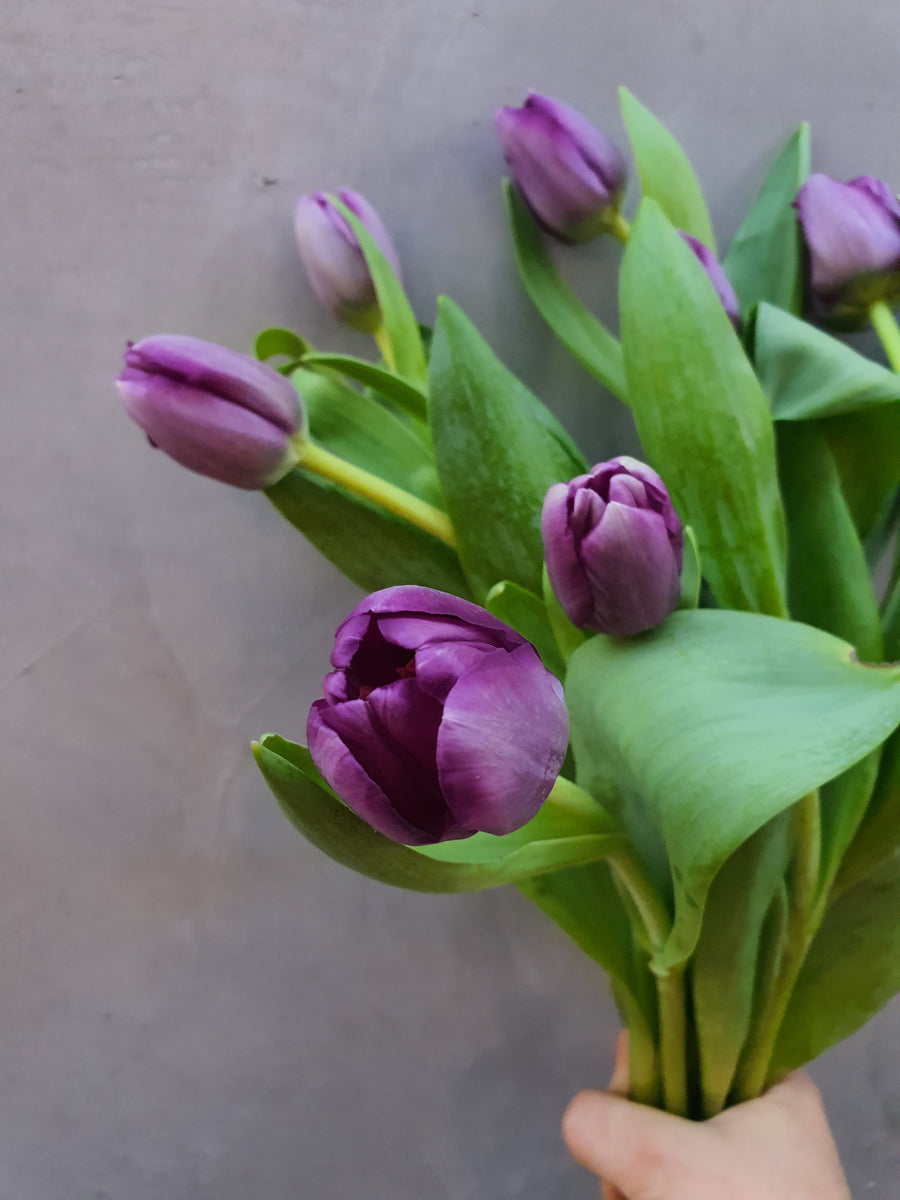 Fresh Tulip bundles - Wrapped - Purple