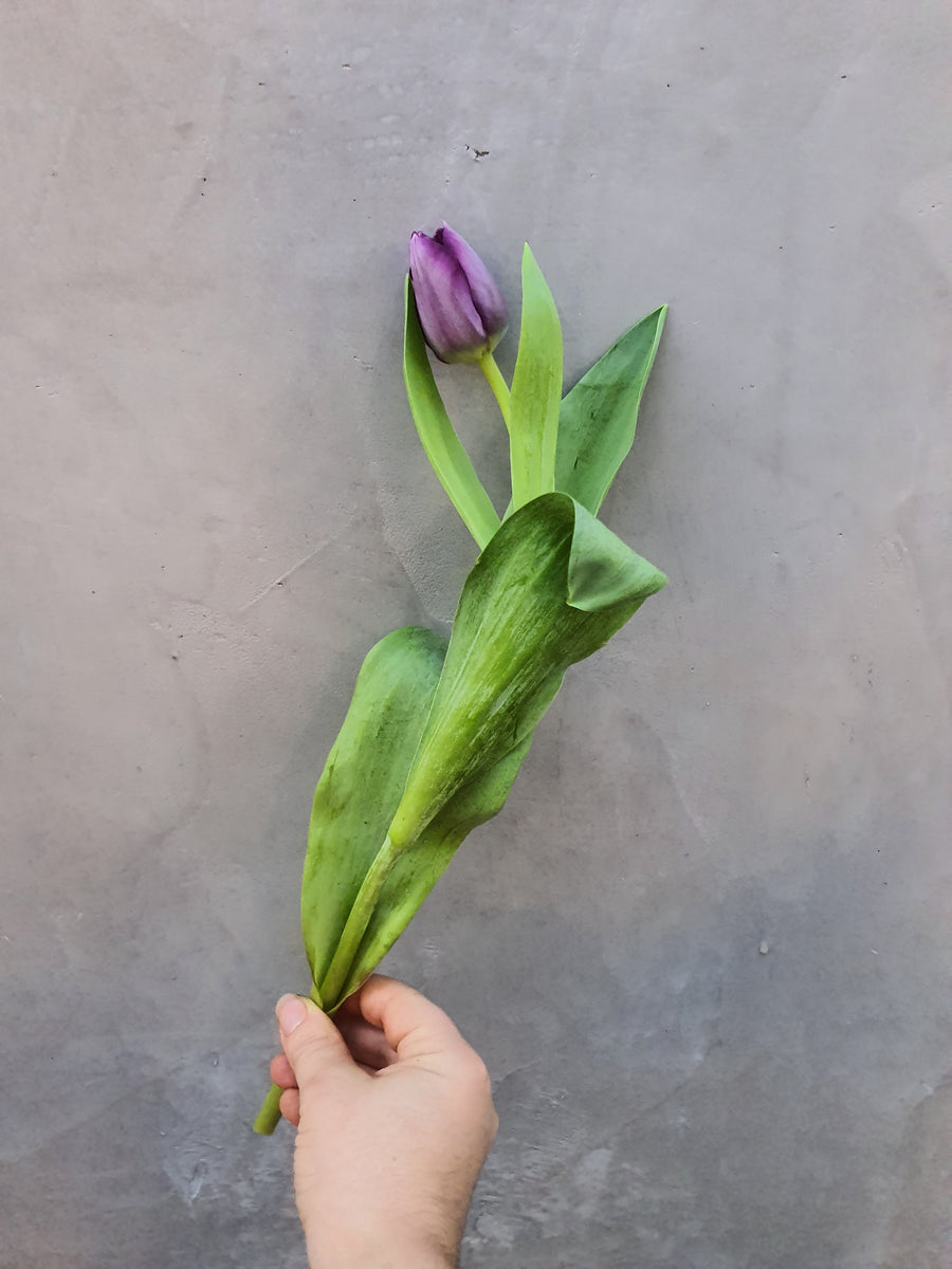 Fresh Tulip bundles - Wrapped - Purple