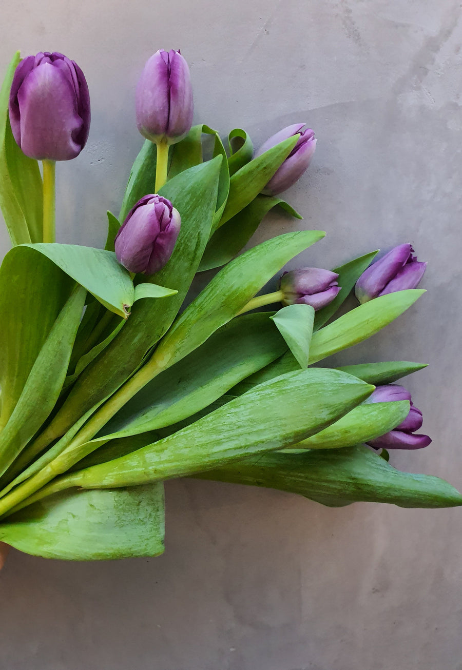 Fresh Tulip bundles - Wrapped - Purple