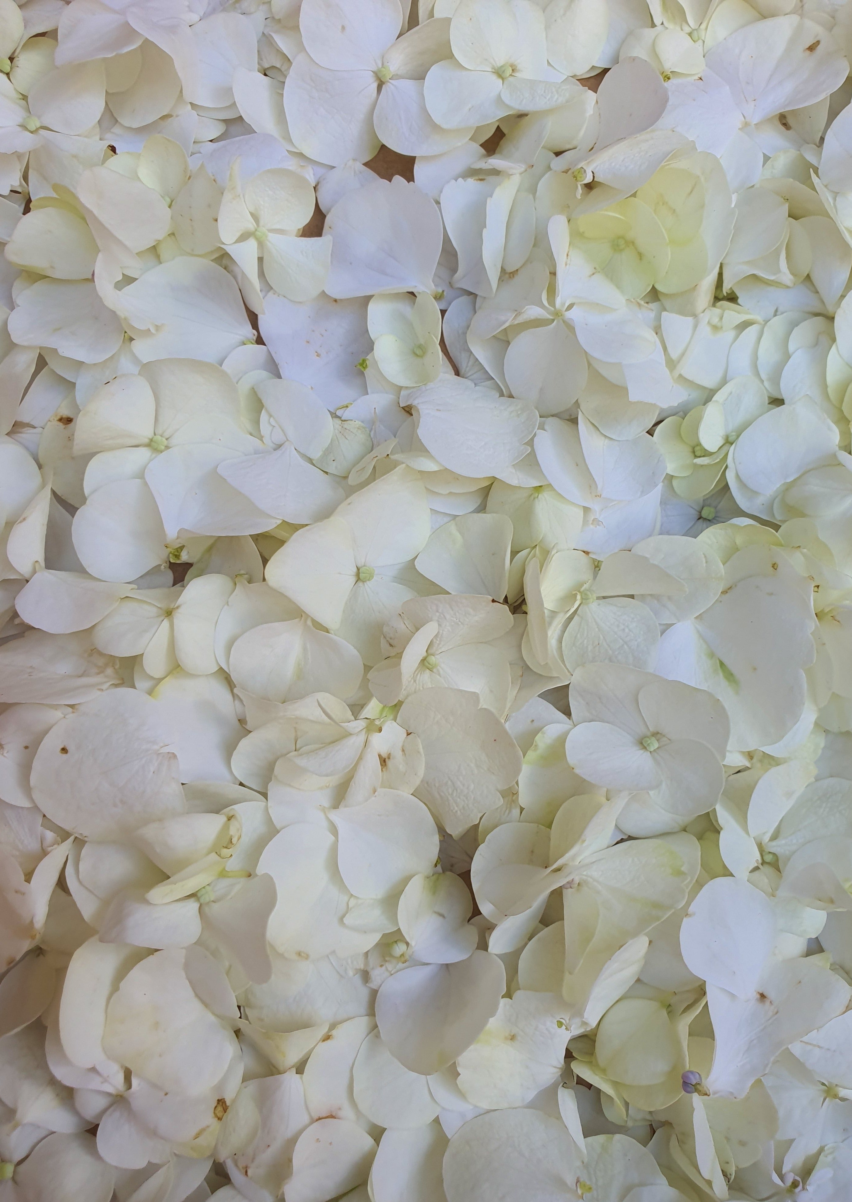 Fresh Hydrangea Confetti White