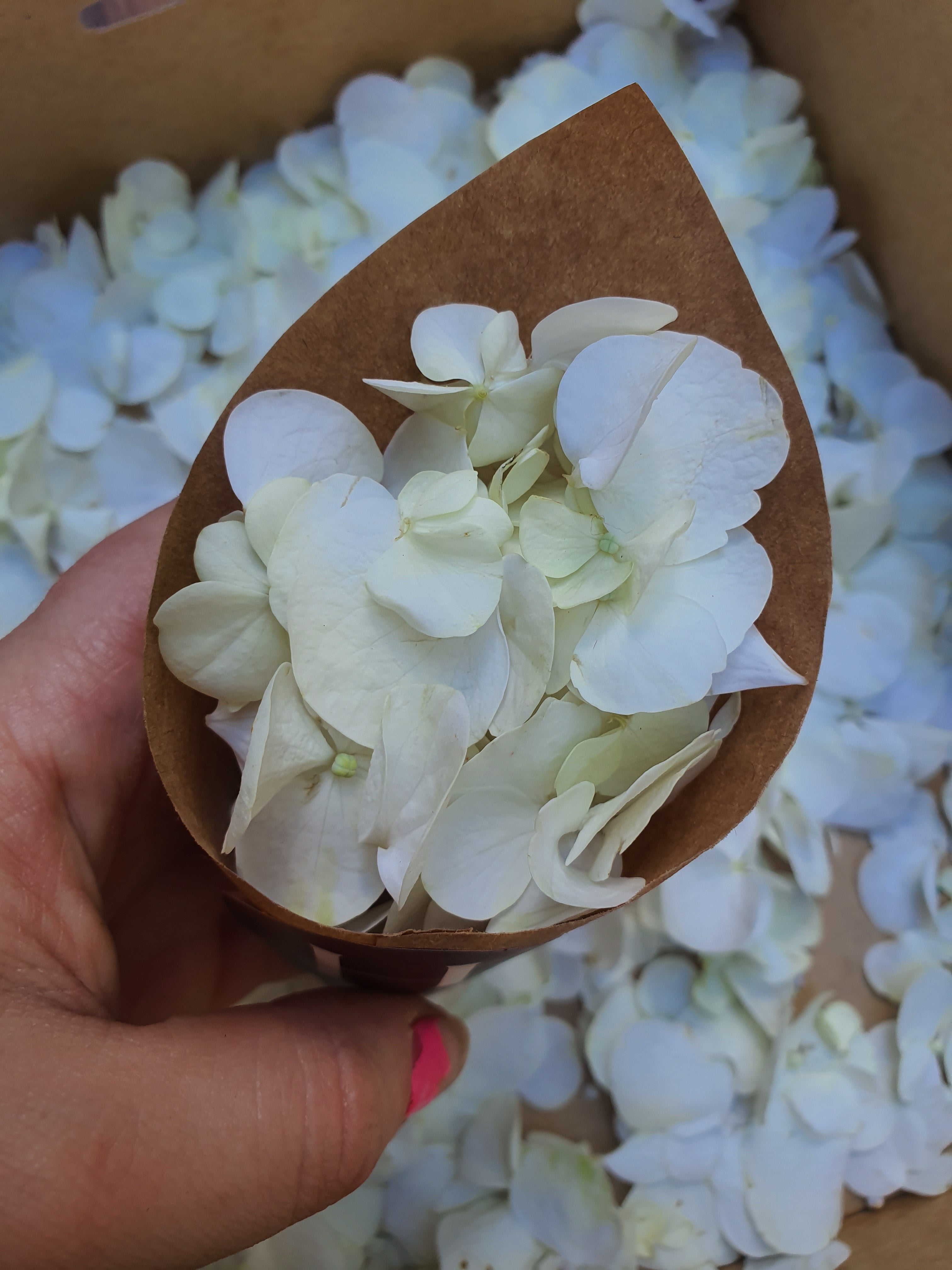 Fresh Hydrangea Confetti White