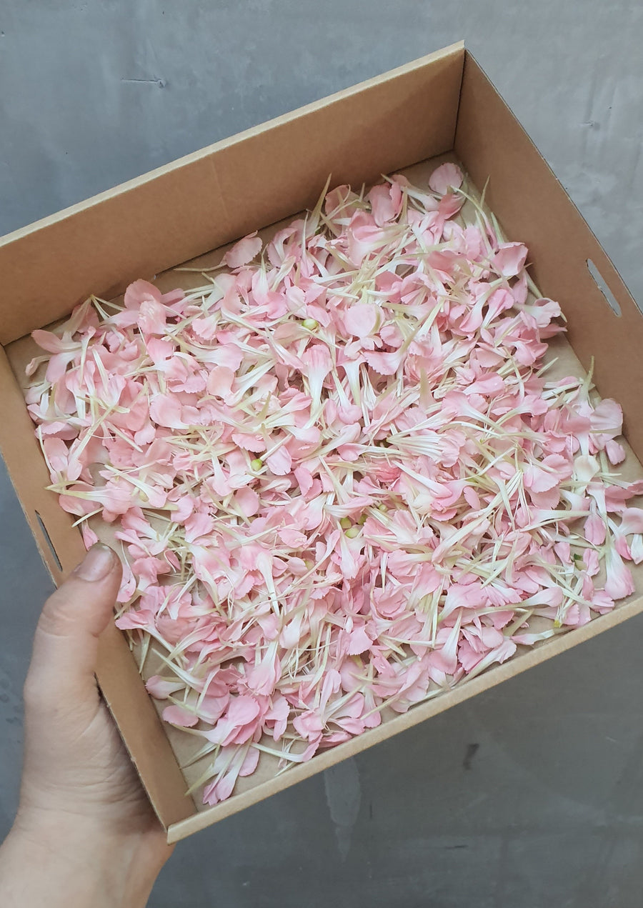 Fresh Carnation Petal Confetti