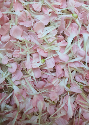 Fresh Carnation Petal Confetti