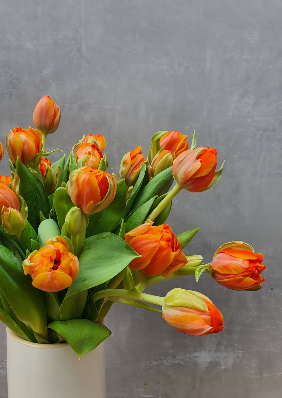 Fresh Tulip bundles - Wrapped - Orange