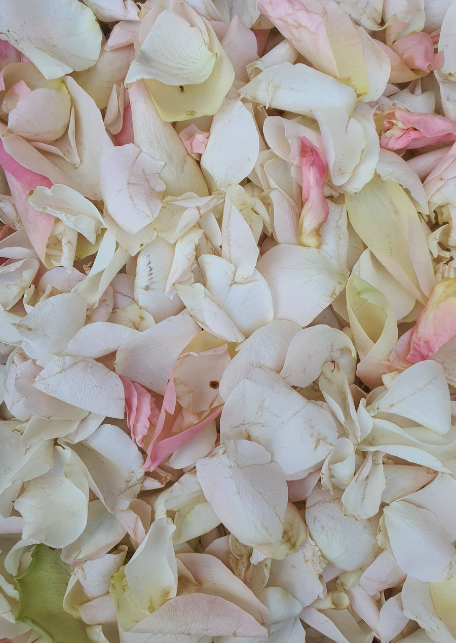 Fresh Spray Rose Petal Confetti