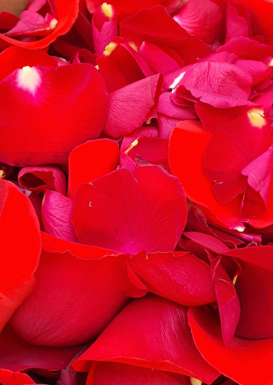 Valentines Day Rose Petal Scatter - Fresh Rose Petals - RED