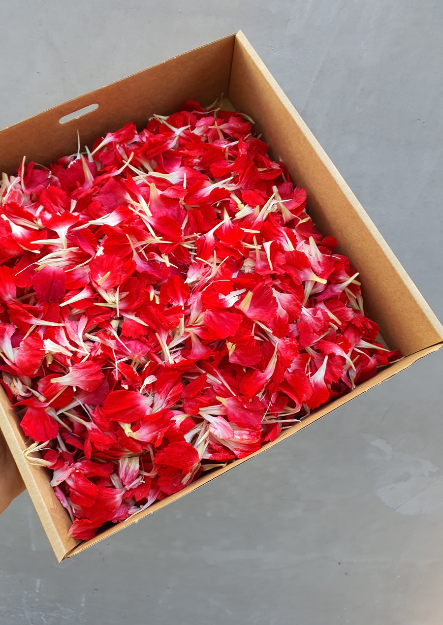 Fresh Carnation Petal Confetti