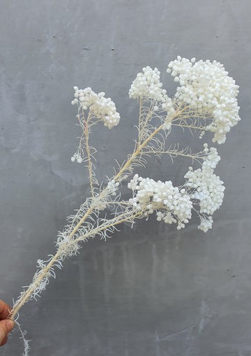 Preserved Rice Flower - off white