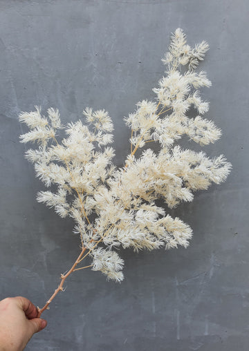 Preserved Ming Fern - Off white